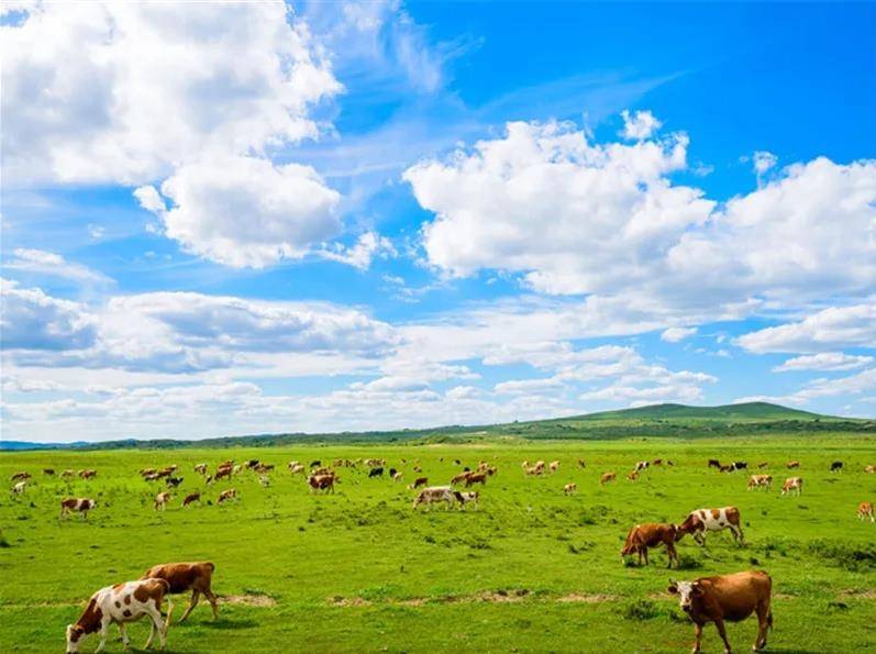 内蒙古任务与学习技能详细步骤指南